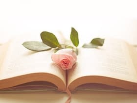libro e rosa